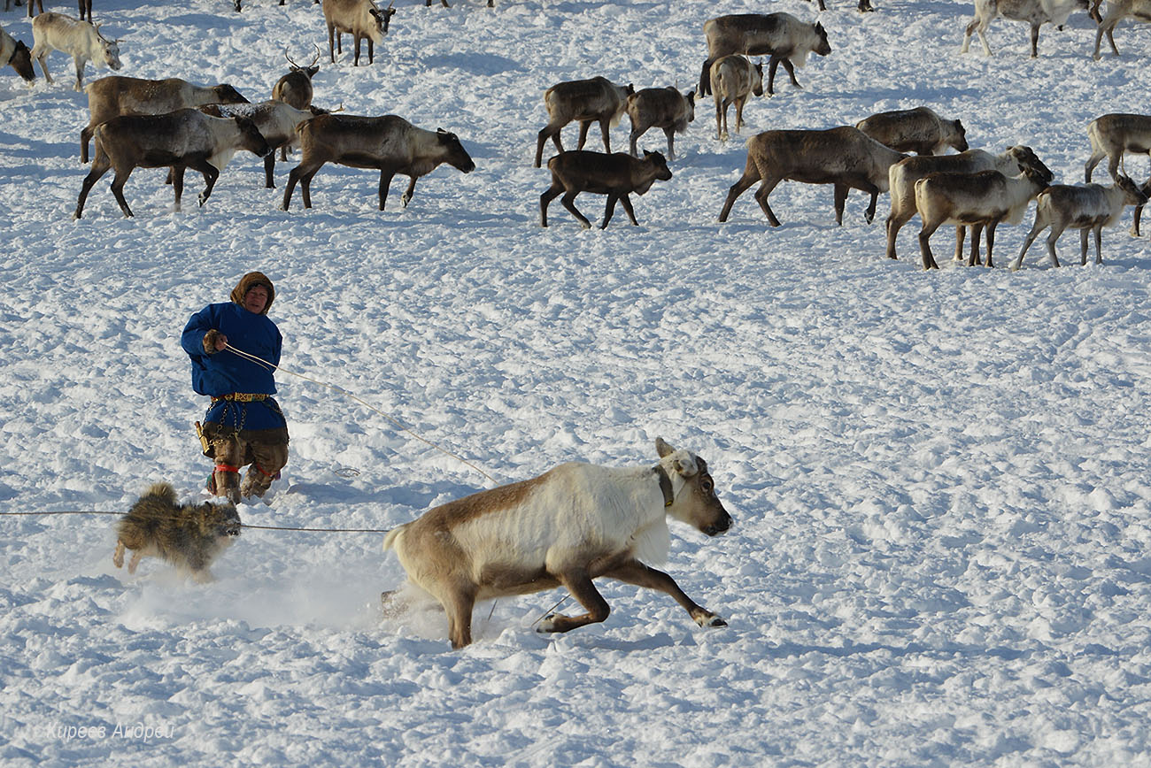 Yamal (Ямал)